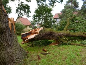 Emergency tree service - removal of german oak