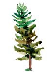 evergreen tree icon