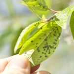 Insect control aphids