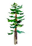 tall tree icon