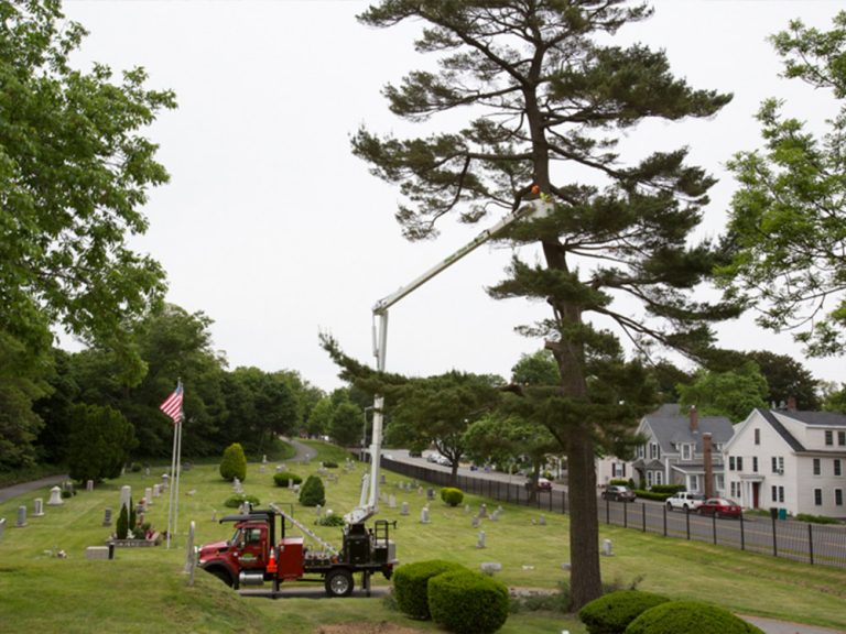 Tree Services Mayer Tree Service, Inc.