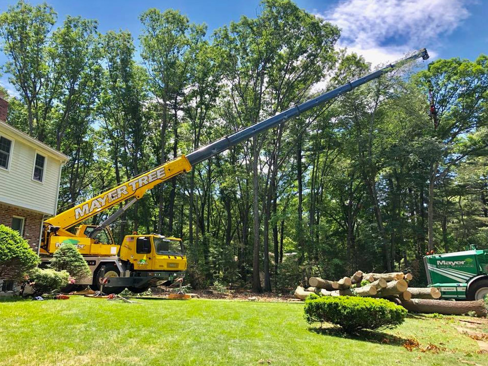 Crane removing hazardous tree