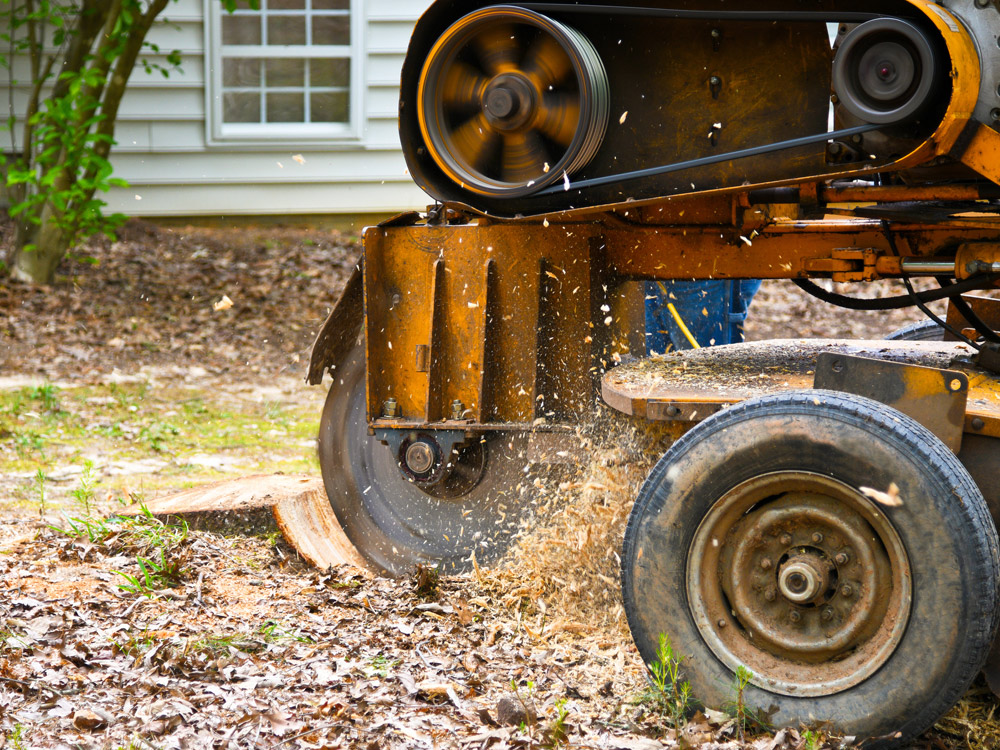 Grinding stump in front yard