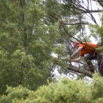 Tree pruning high up