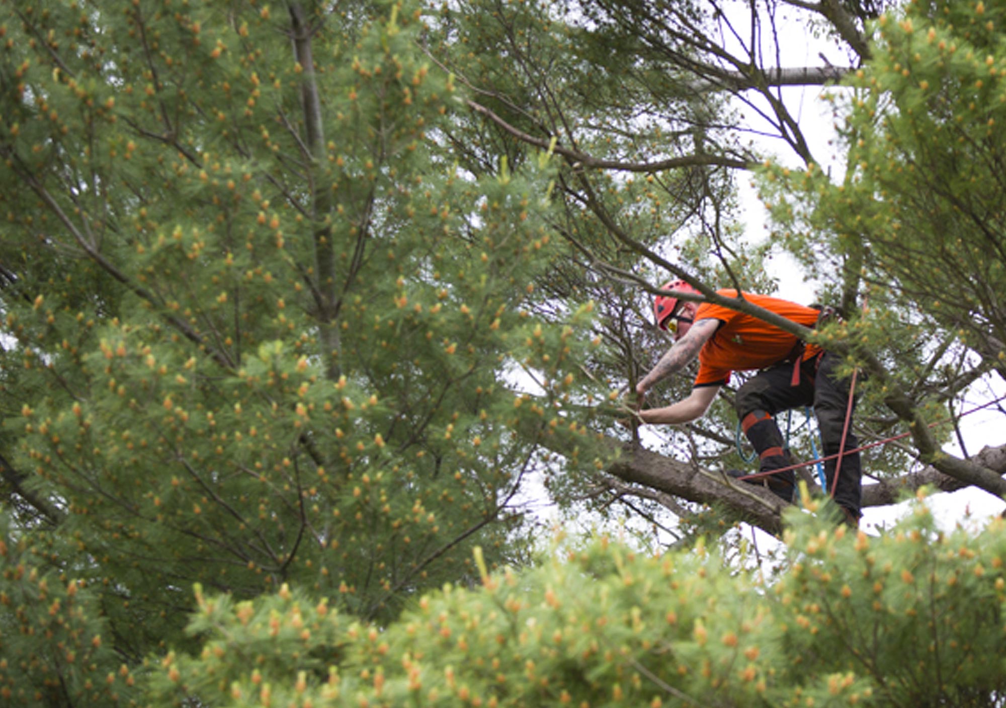 Tree pruning high up