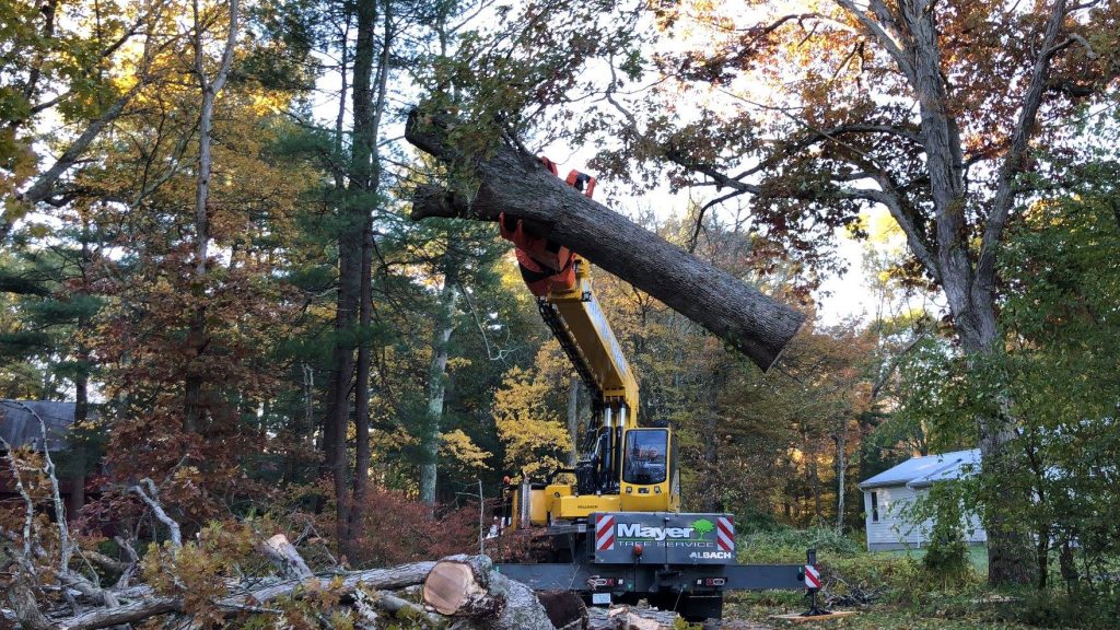 Hazardous Trees Services in Essex, MA Mayer Tree Service