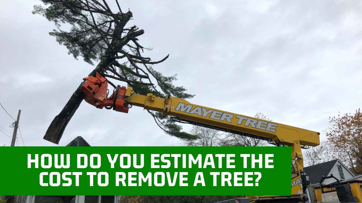How Do You Estimate The Cost To Remove A Tree Mayer Tree