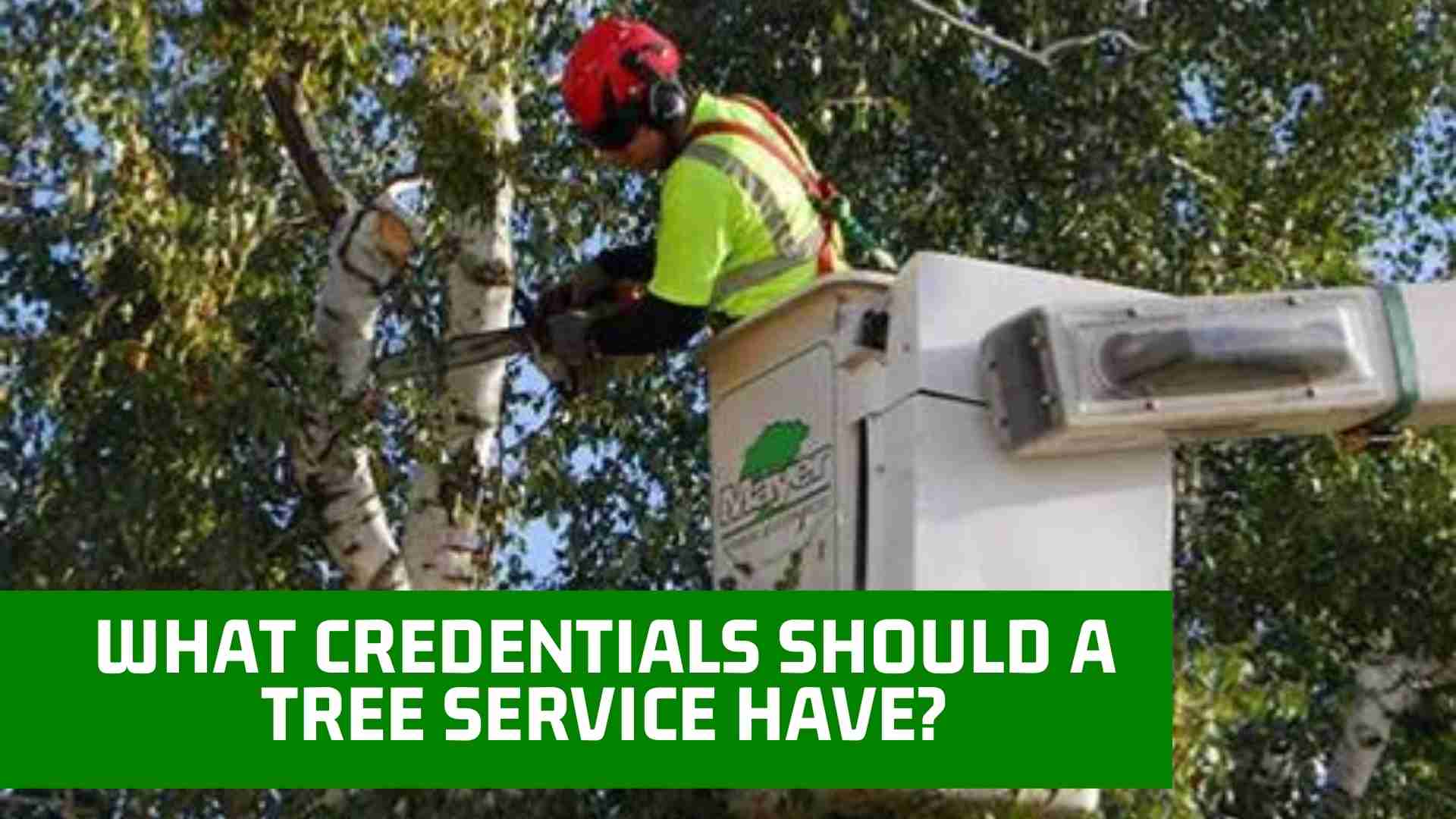 What Credentials Should a Tree Service Have