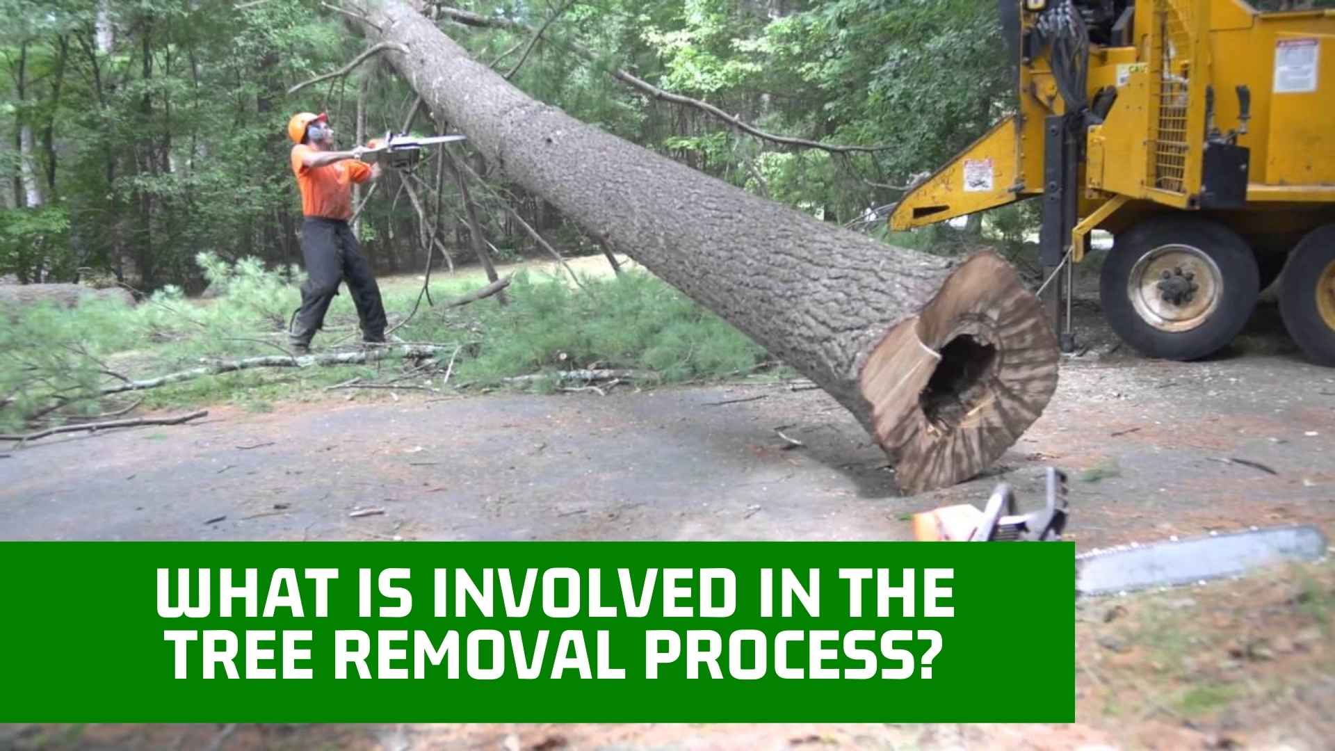 What Is Involved In The Tree Removal Process