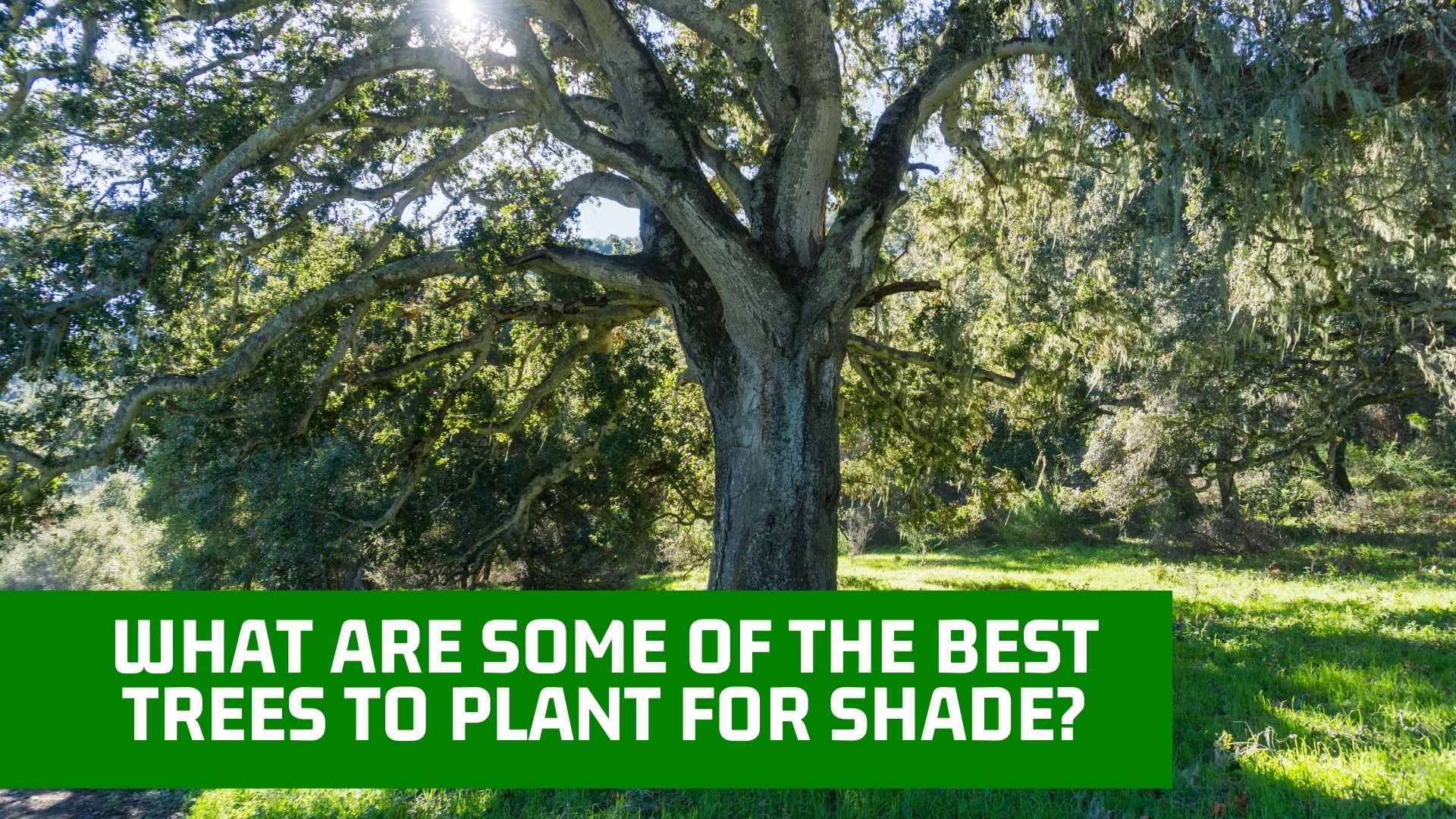 Why Are Some of the Best Trees to Plant for Shade