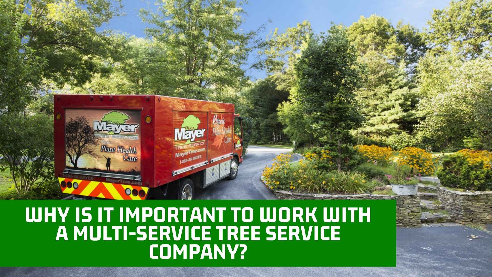 Why Is It Important to Work with a Multi-Service Tree Service Company