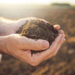 Soil Nutrition and Quality