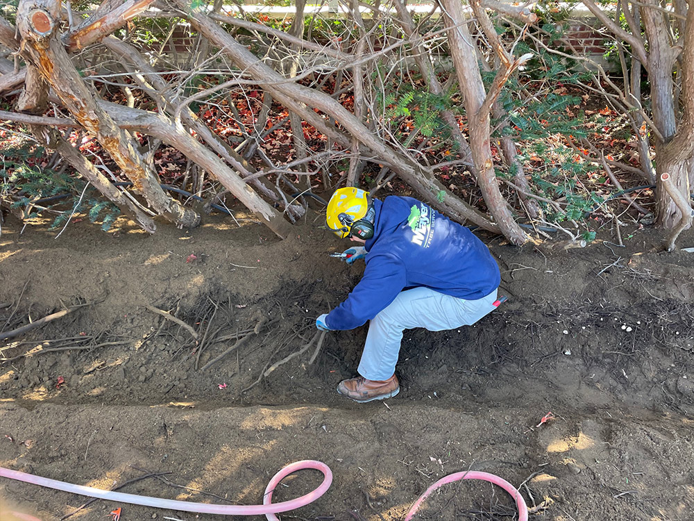Air spading pruning roots