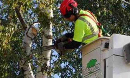 tree removal credentials