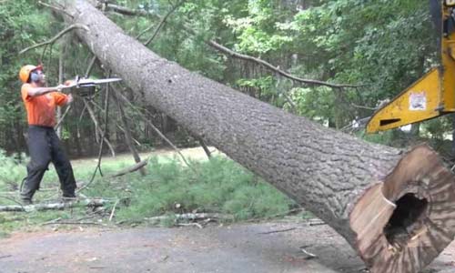 What Is Involved In The Tree Removal Process