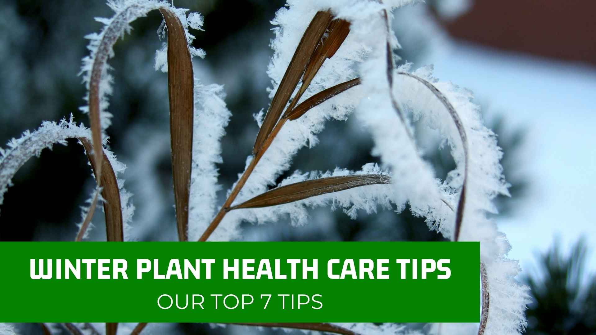 Winter Plant Health Care Tips