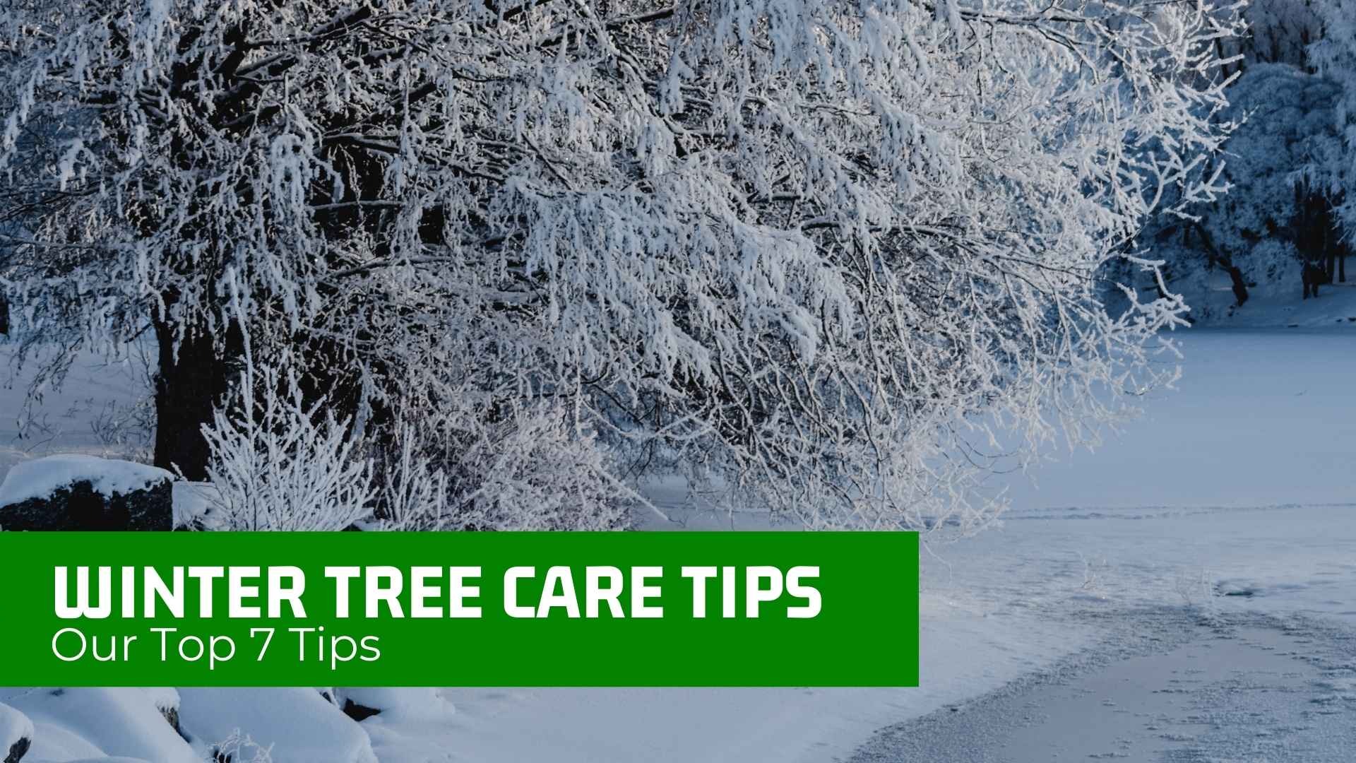 The Top 7 Winter Tree Care Tips