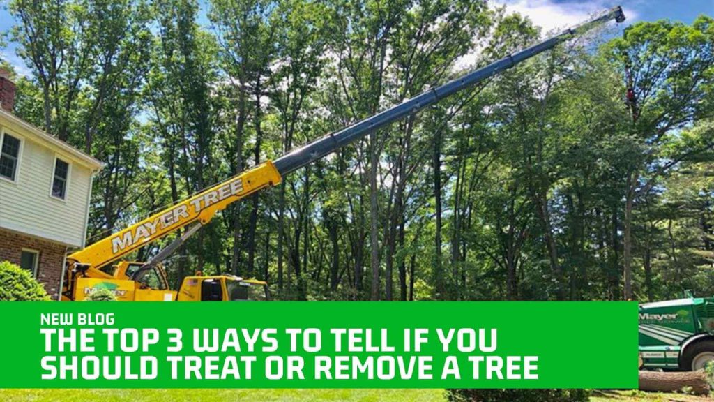 The Top 3 Ways to Tell If You Should Treat or Remove A Tree