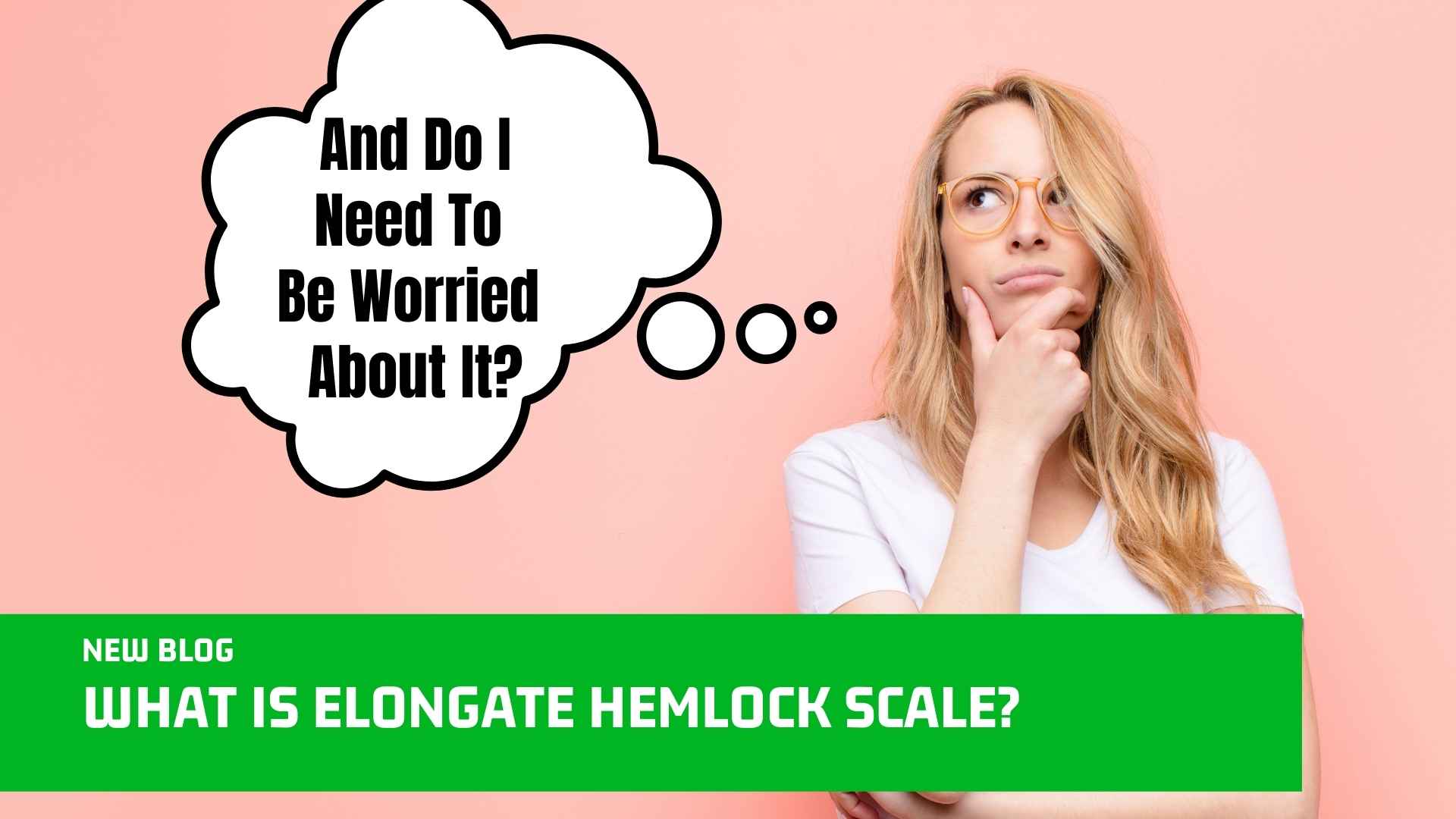 What Is Elongate Hemlock Scale