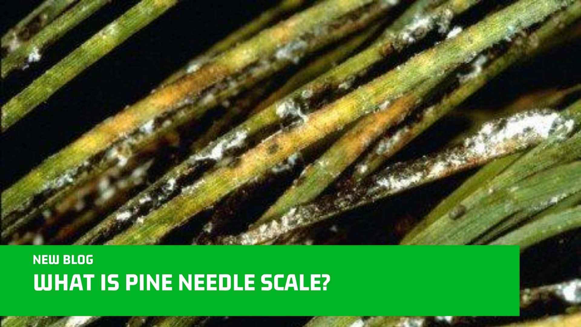 What Is Pine Needle Scale