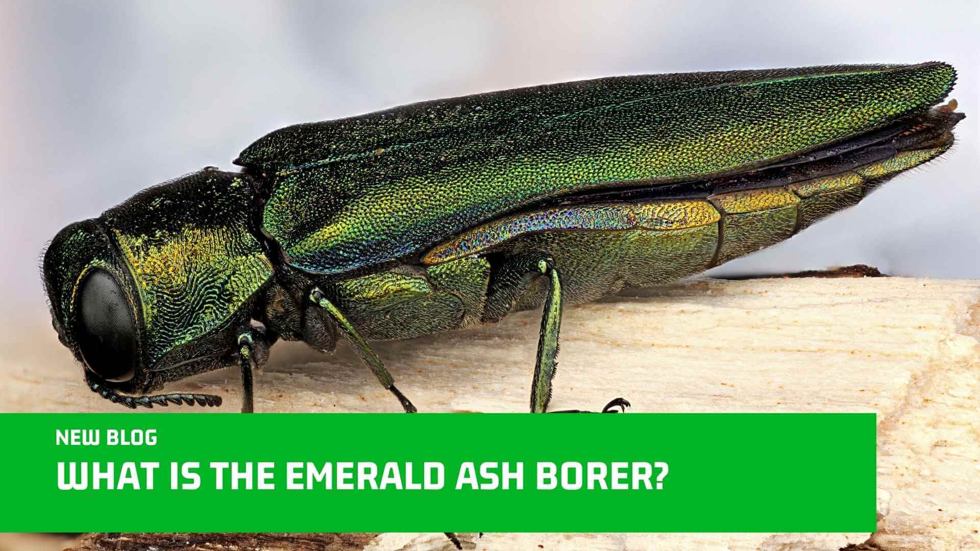 What Is The Emerald Ash Borer
