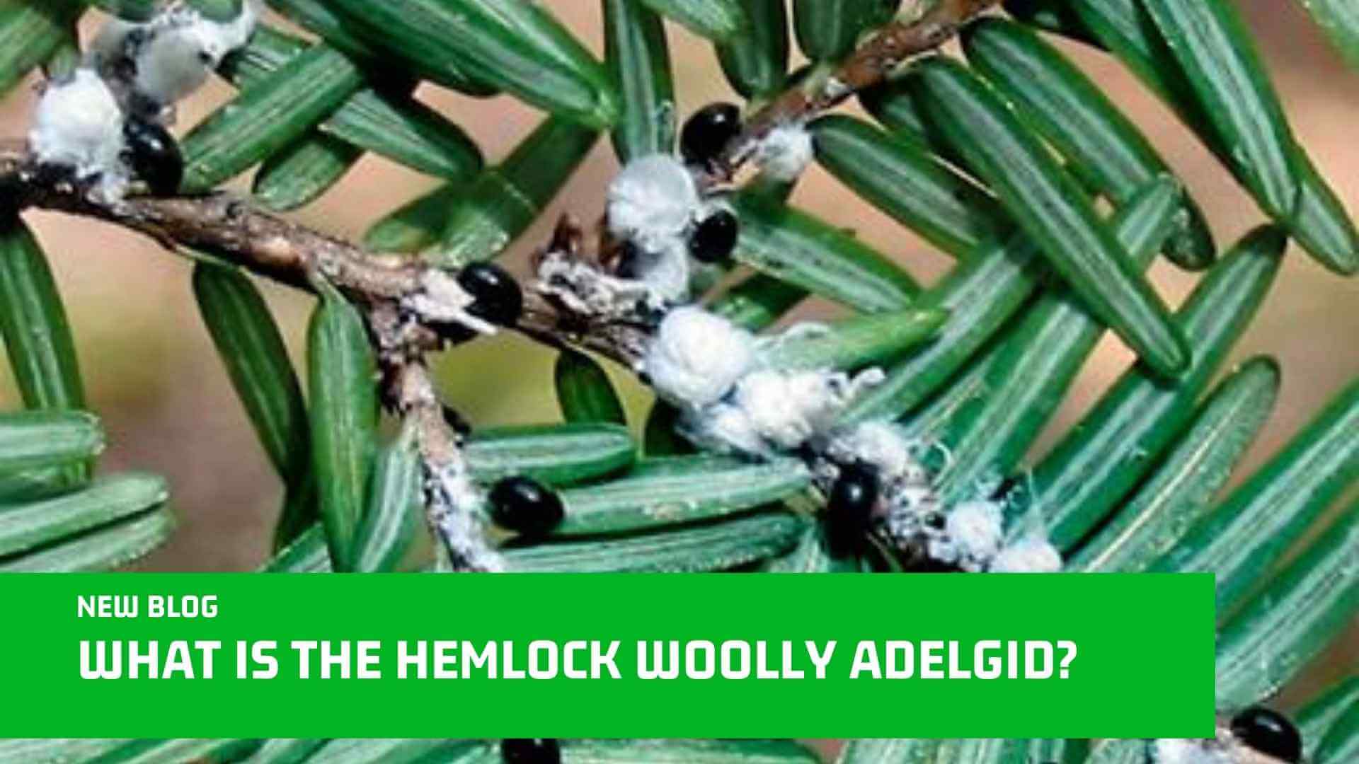 What Is The Hemlock Woolly Adelgid