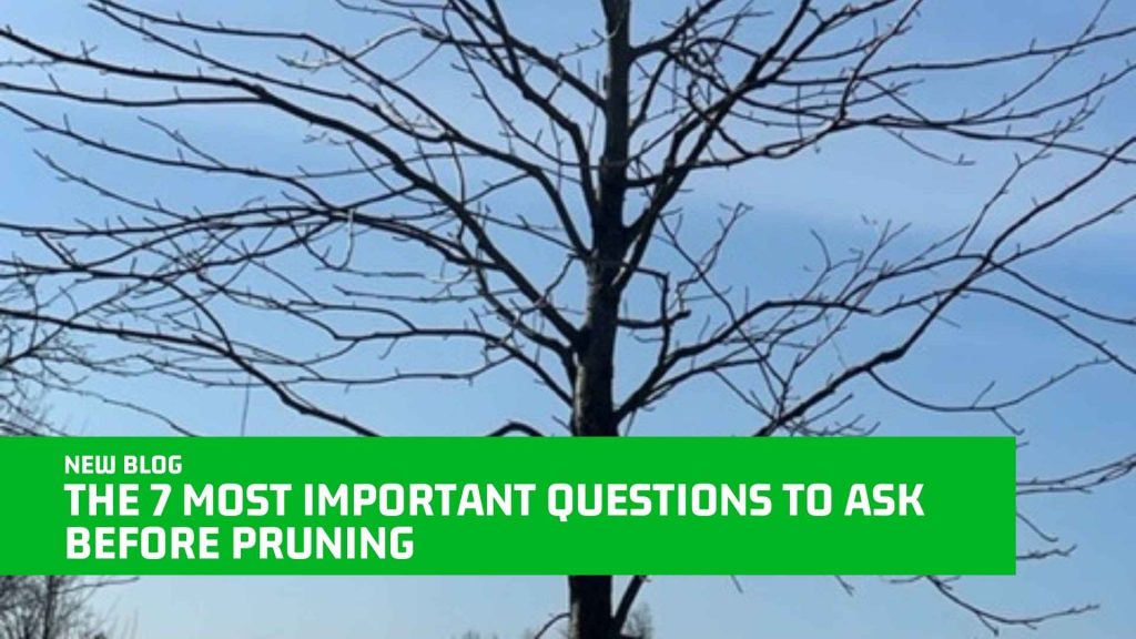 The 7 Most Important Questions to Ask Before Pruning