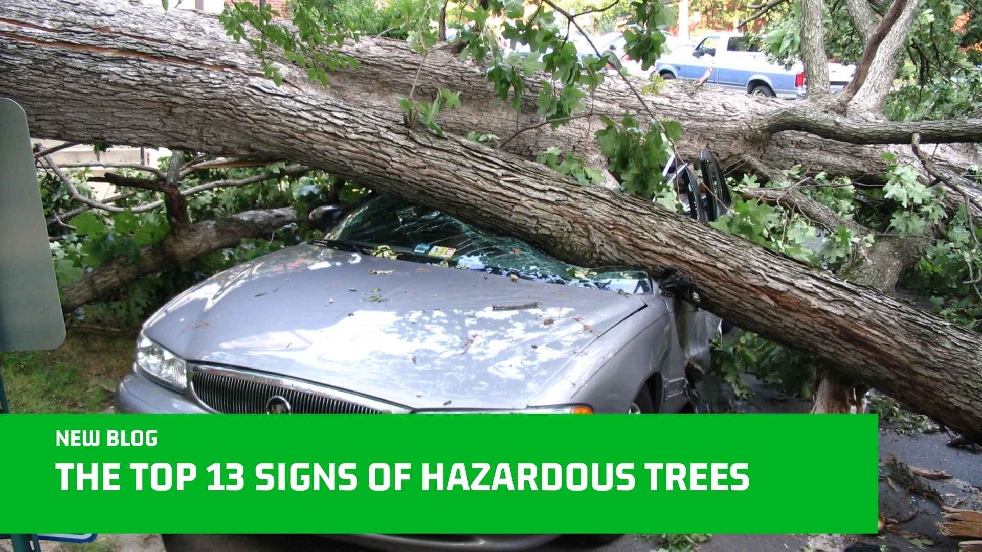 The Top 13 Signs of Hazardous Trees