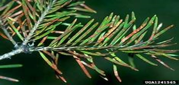 Tree Disease - Needle Cast