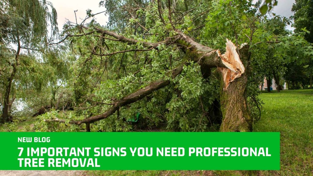 7 Important Signs You Need Professional Tree Removal
