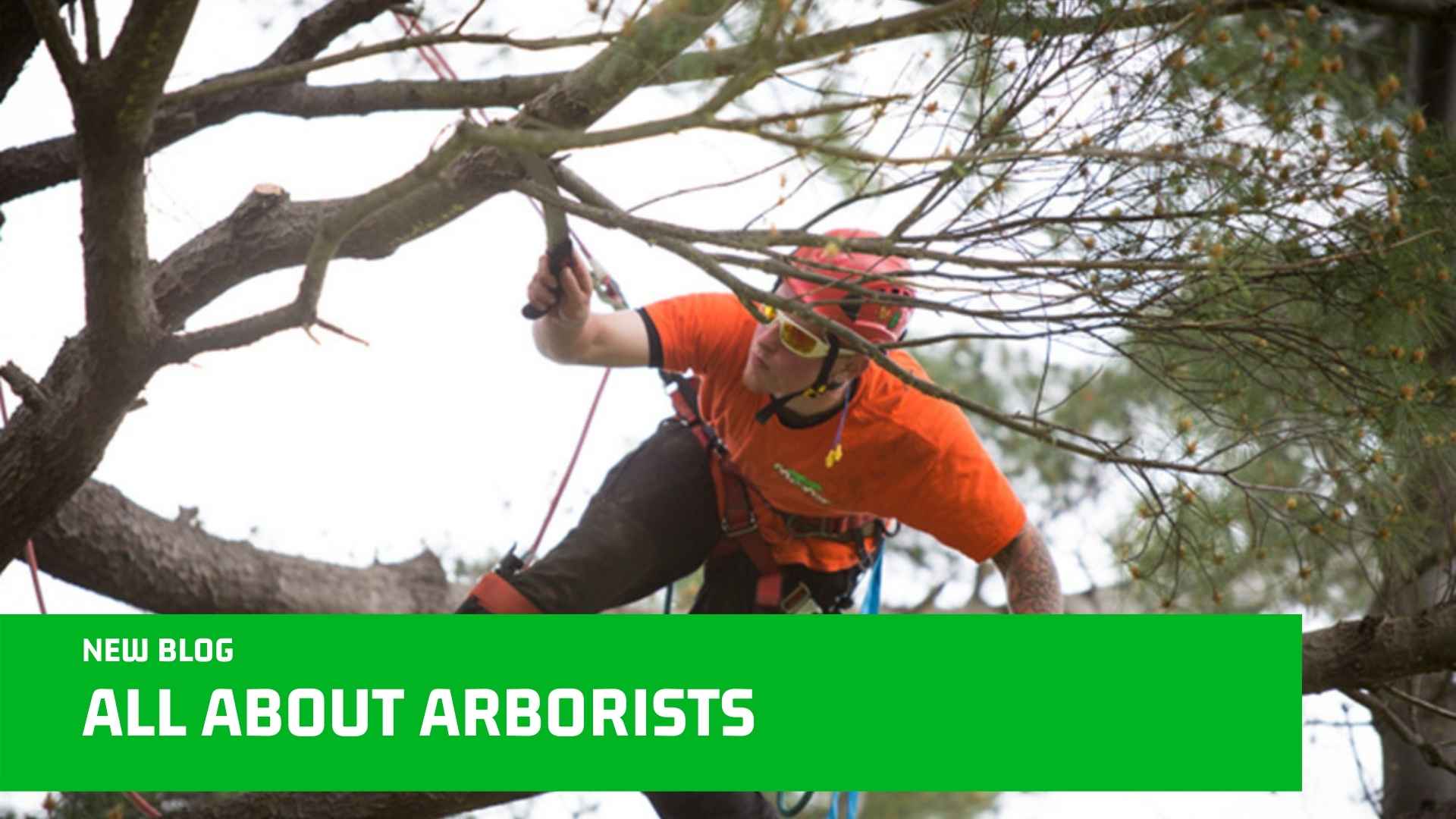 Arborist Test Their Skills at Tree Climbing