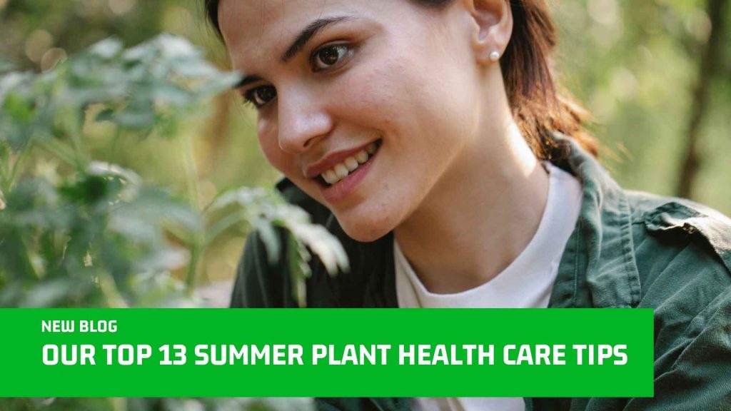 Summer Plant Health Care Tips