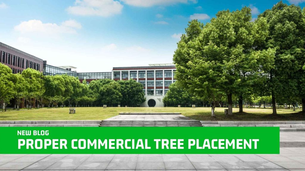 Proper Commercial Tree Placement