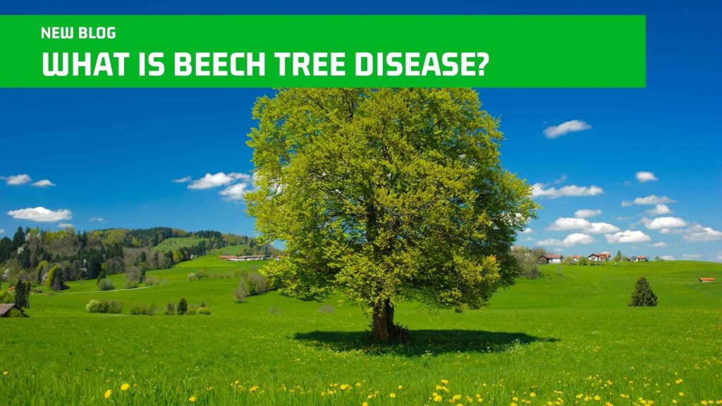 What Is Beech Tree Disease