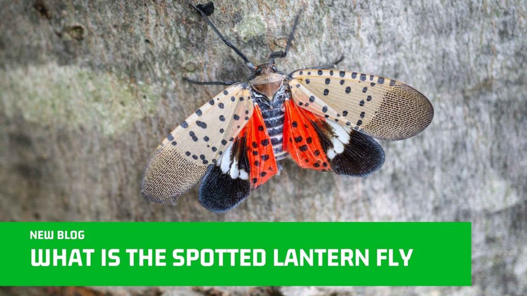 What Is The Spotted Lantern Fly