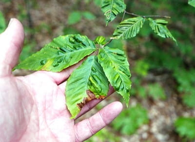 beech leaf disease puckering Photo Jim Chatfield OSU