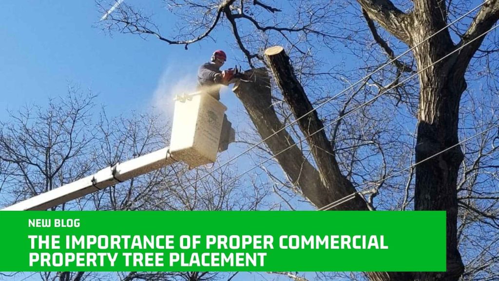 THE IMPORTANCE OF PROPER COMMERCIAL PROPERTY TREE PLACEMENT