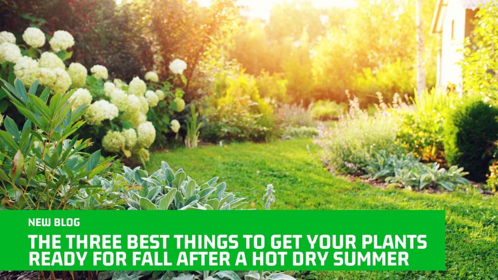 THE THREE BEST THINGS TO GET YOUR PLANTS READY FOR FALL AFTER A HOT DRY SUMMER