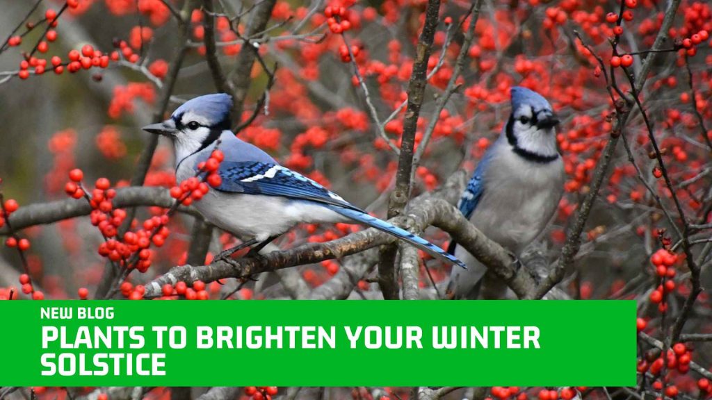 Plants to Brighten Your Winter Solstice