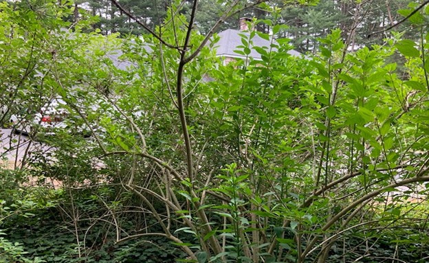 overgrown forsythia