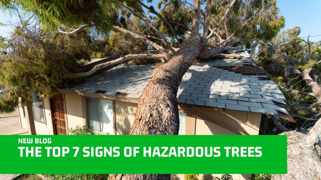 Top 7 Signs of Hazardous Trees