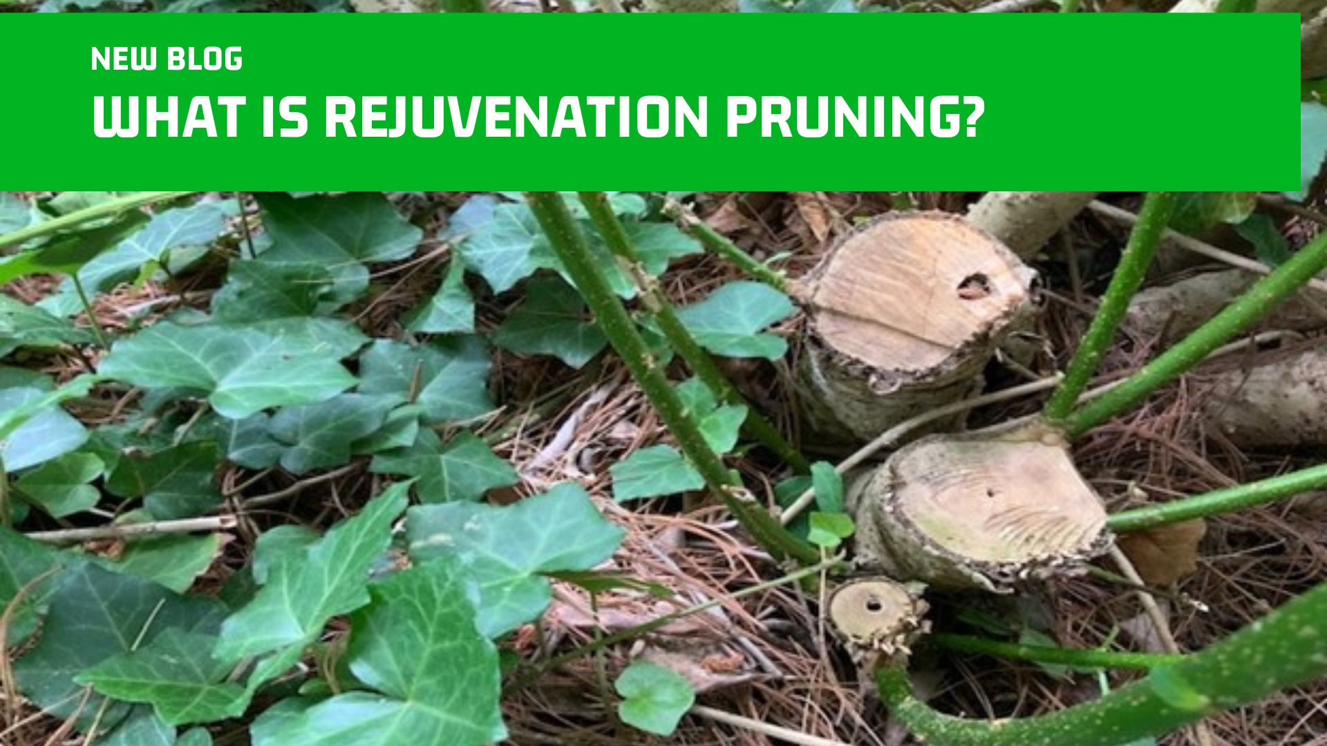 What Is Rejuvenation Pruning